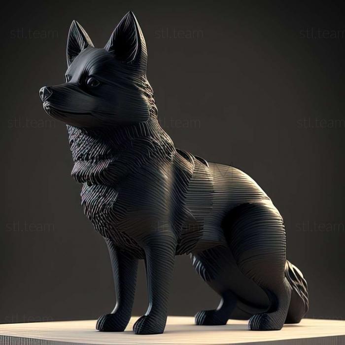 Schipperke dog